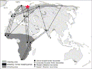 Ruffs-flyways---Philomachus-pugnax.jpg