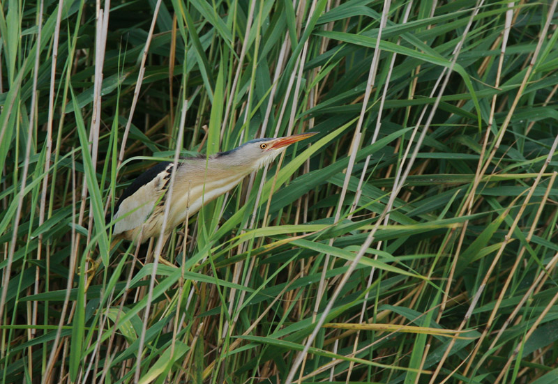 Little Bittern