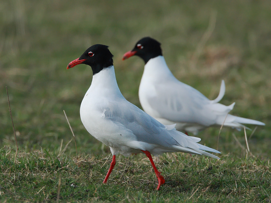 Mediterranean Gull