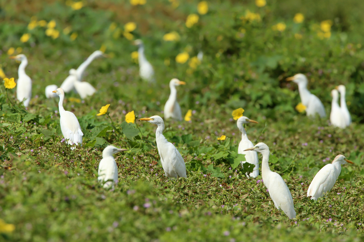 Cattle Egret