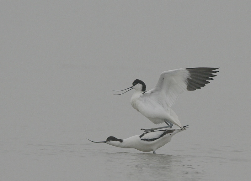 avocet