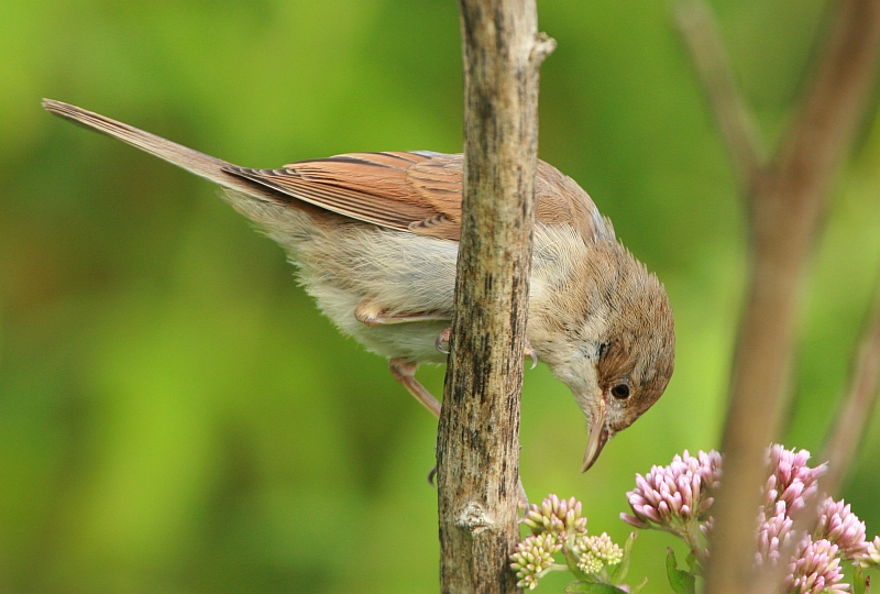 whitethroat