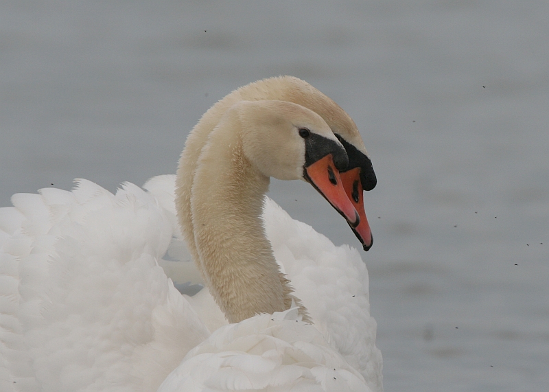 Mute Swan