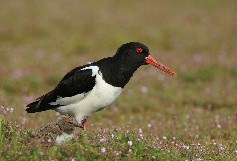 Oystercatcher