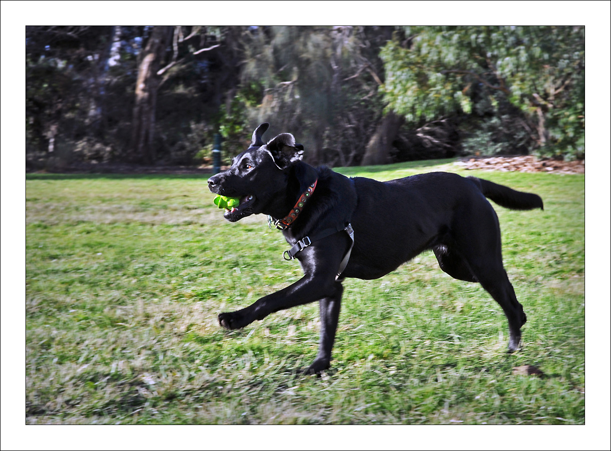 Puppy Park Play