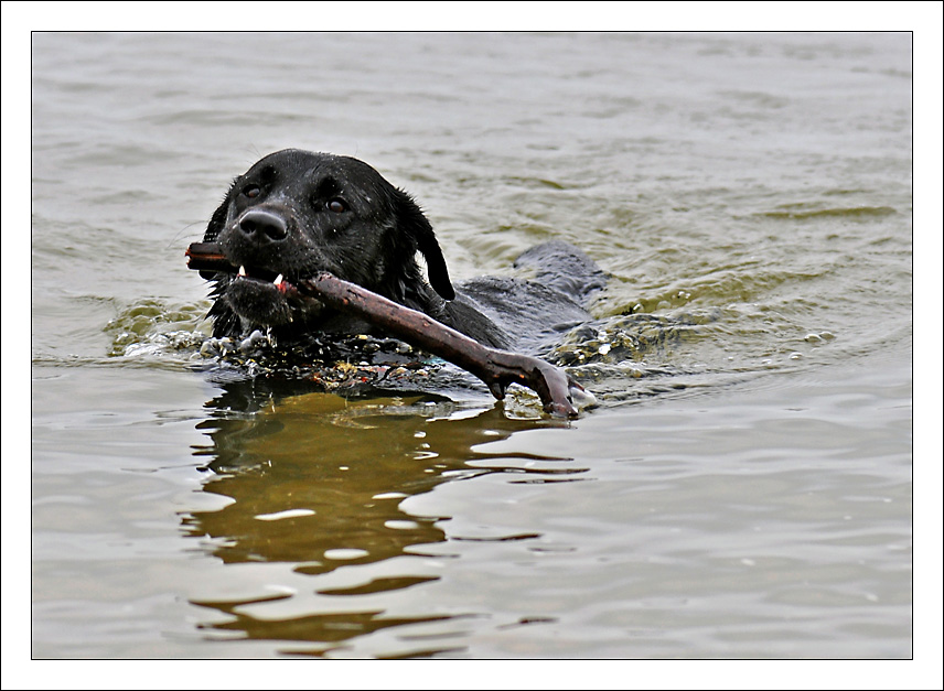 fetch