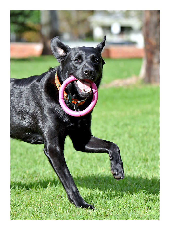 Crazy Maisy
