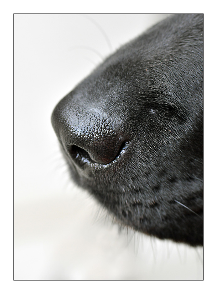 On the nose