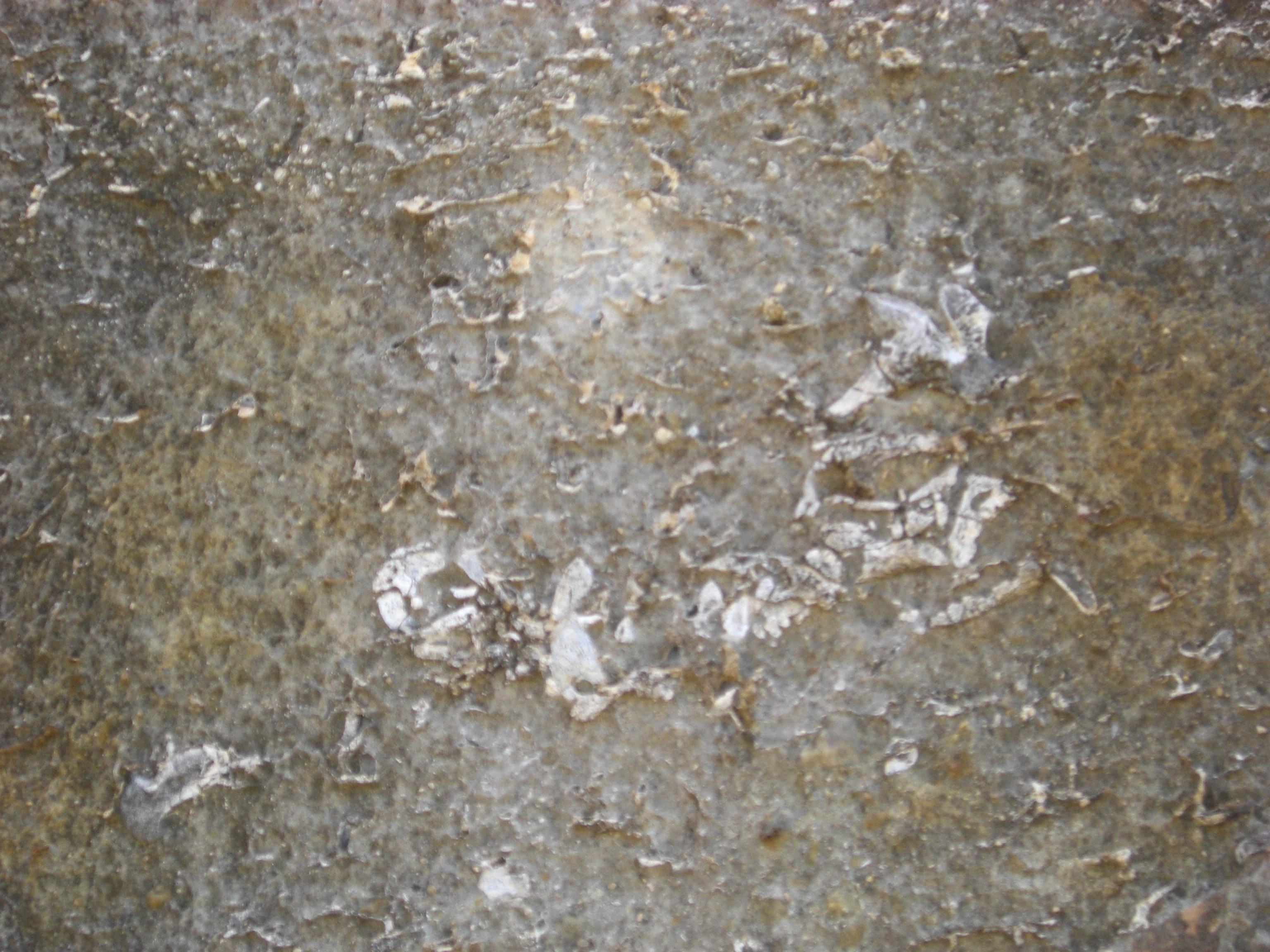 Fossilised bones.jpg