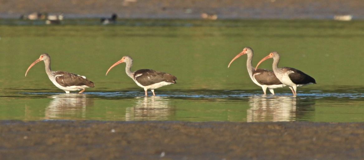 WHITE IBISES - 4 juveniles