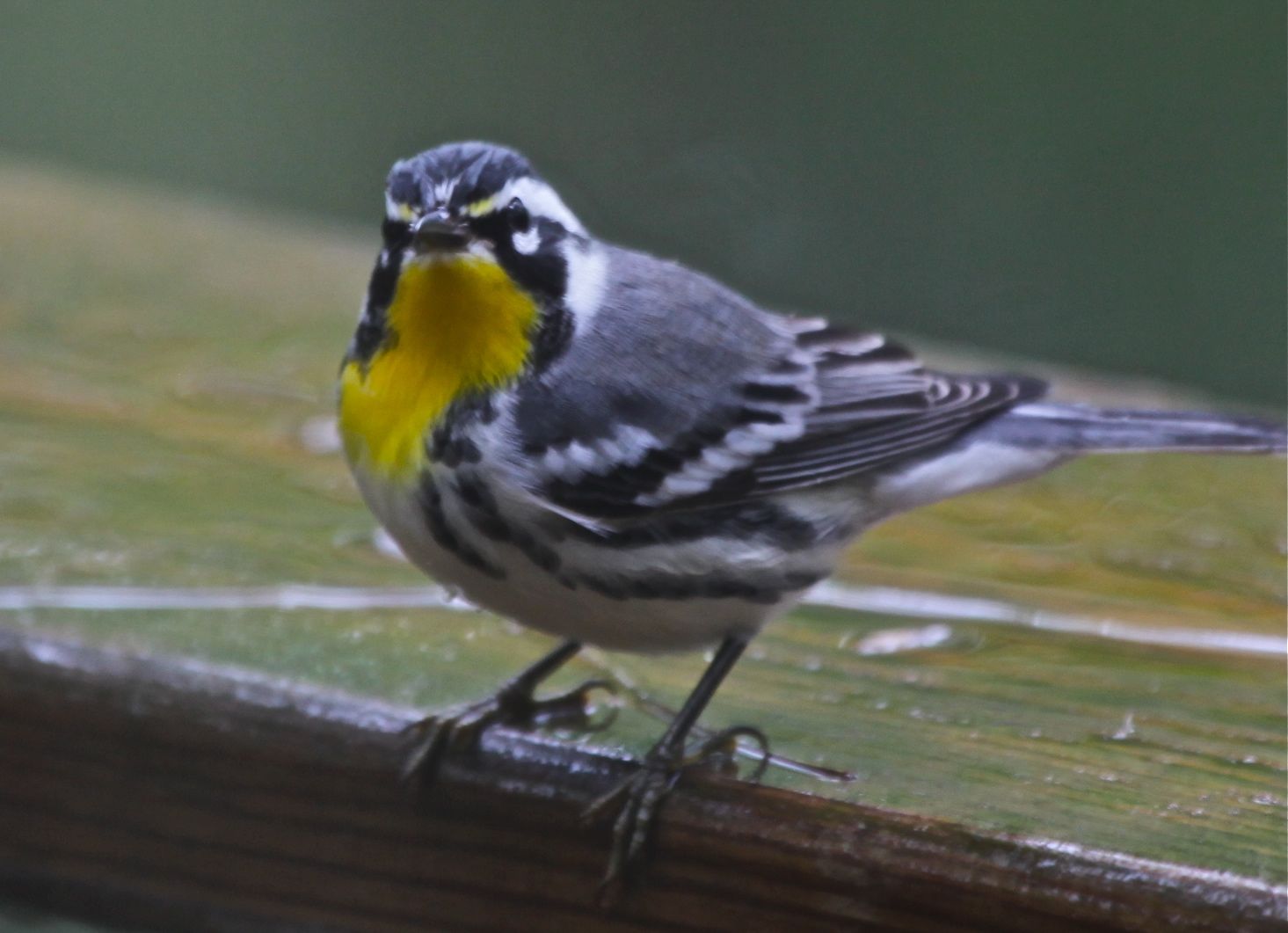 Yellow-throated Warbler