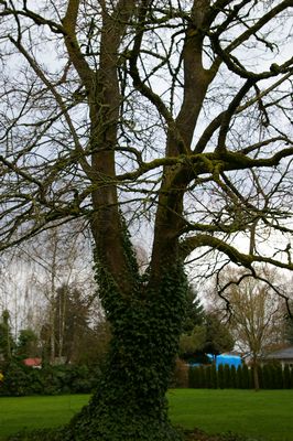 Tree with ivy