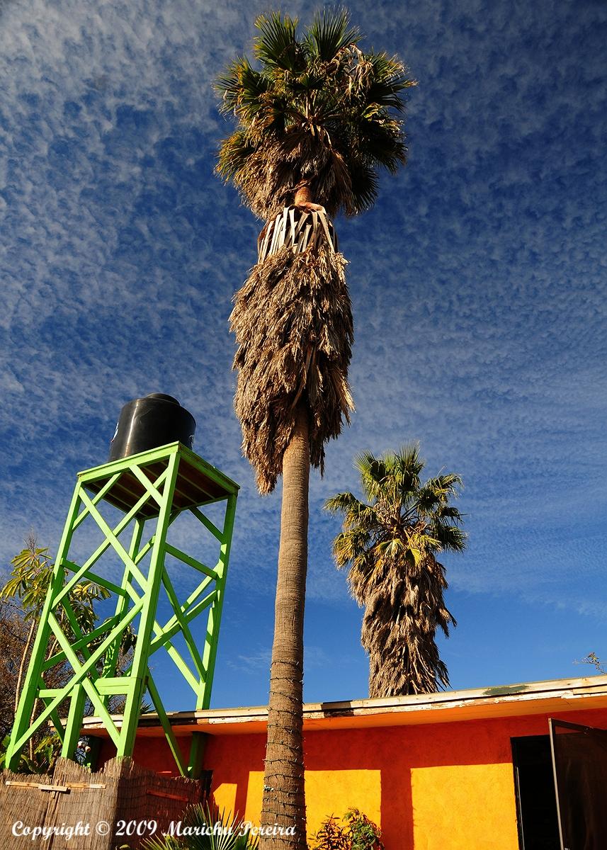Towering Palms