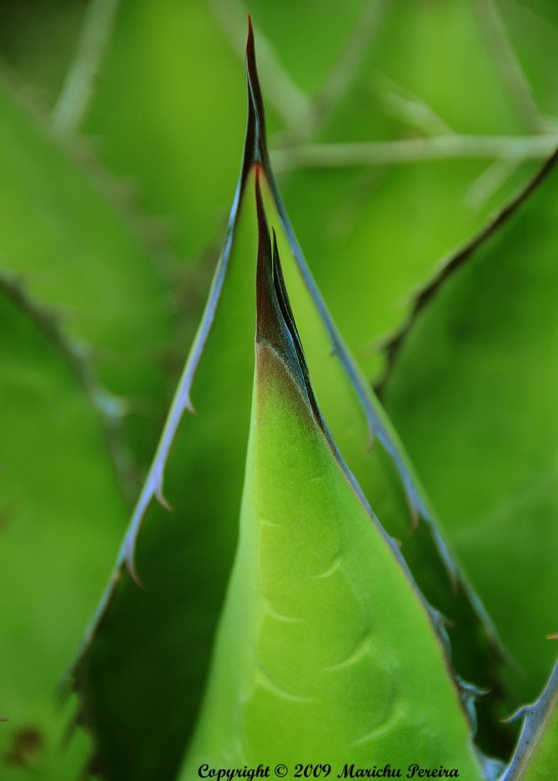 Agave