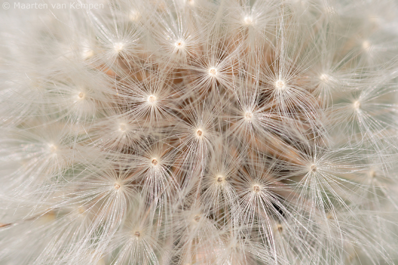 Dandelion <BR>(Taraxacum officinale)