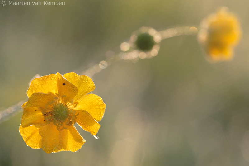 Meadow buttercup <BR>(Ranunculus acris)
