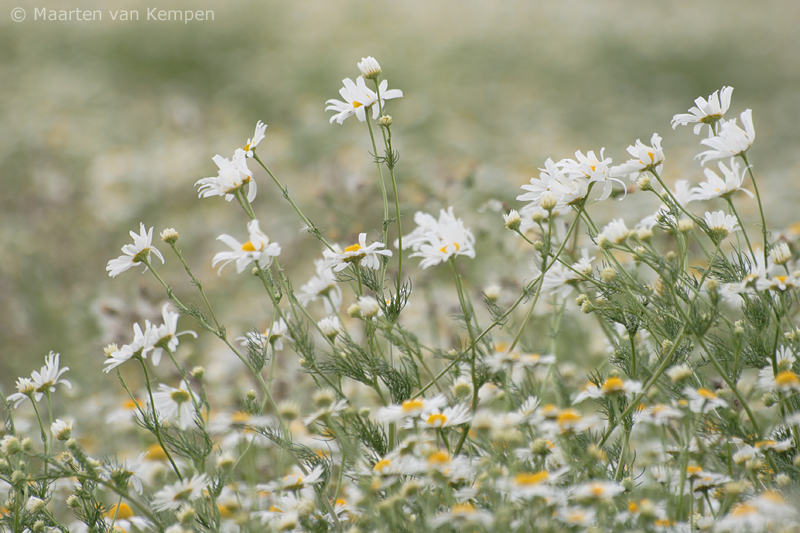 Wild chamomile <BR>(Matricaria recutita)