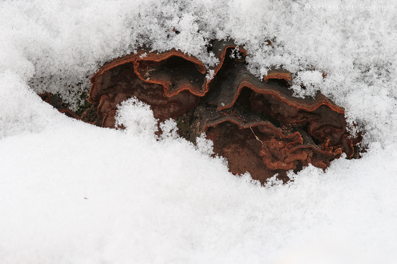 Oak curtain crust <BR>Hymenochaete rubiginosa