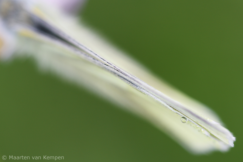 Small white <BR>(Pieris rapae)