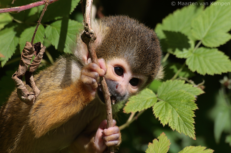 Squirrel monkey <BR>(Saimiri boliviensis)