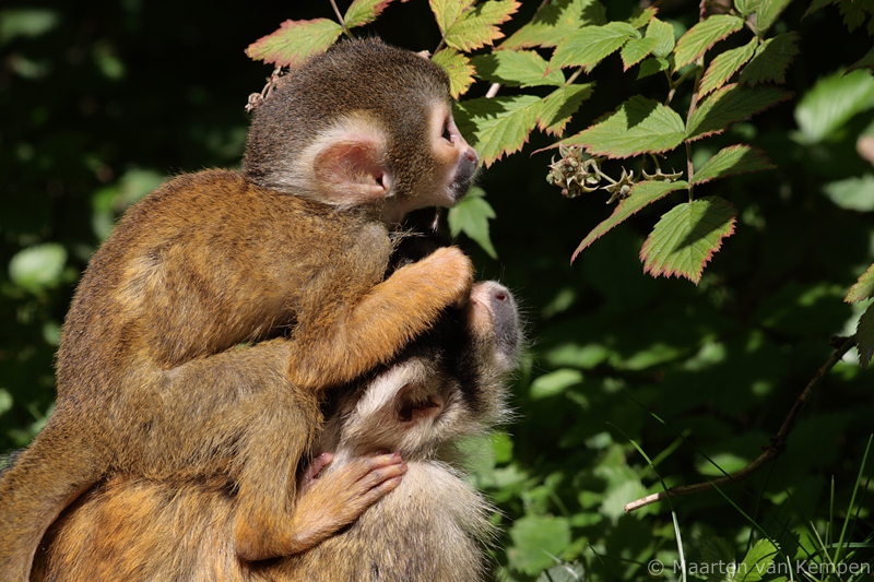 Squirrel monkey <BR>(Saimiri boliviensis)