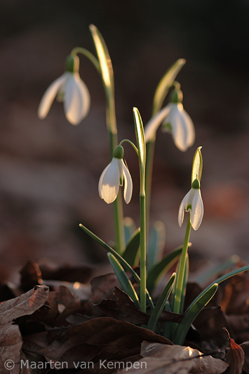 Common snowdrop <BR>(Galanthus nivalis)