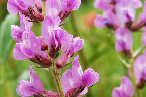 Wild peas