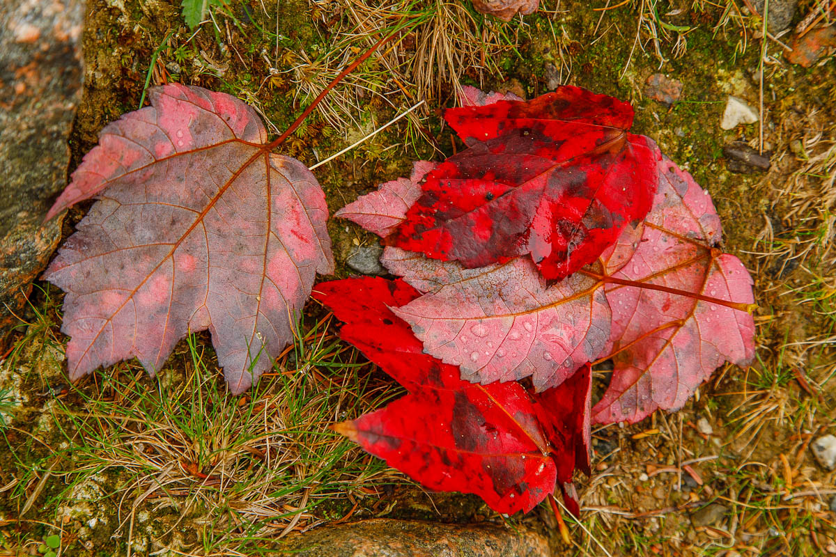 _MG_3902.JPG
