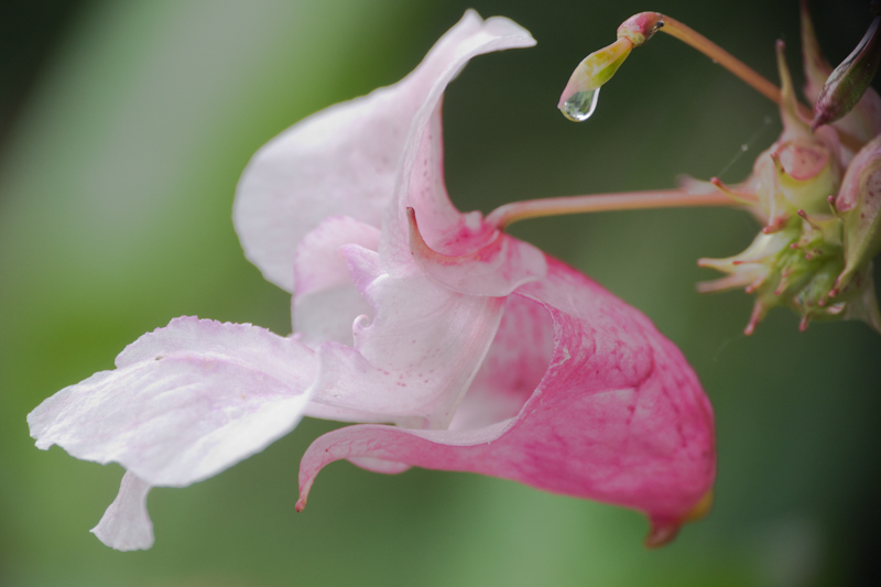 Impatiens glandulifera, Springkraut