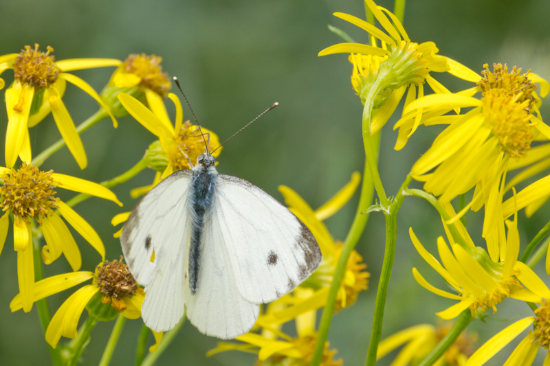 Pieris brassicae, Großer Kohlweißling