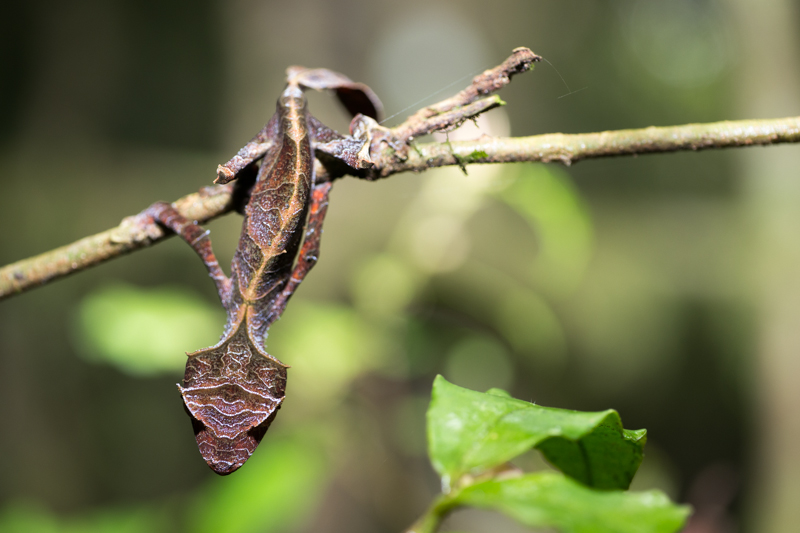 Leaftailgecko