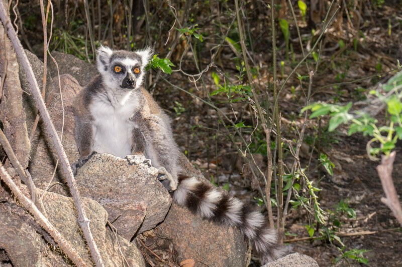 Ring-tailed lemur, Anja-Park 
