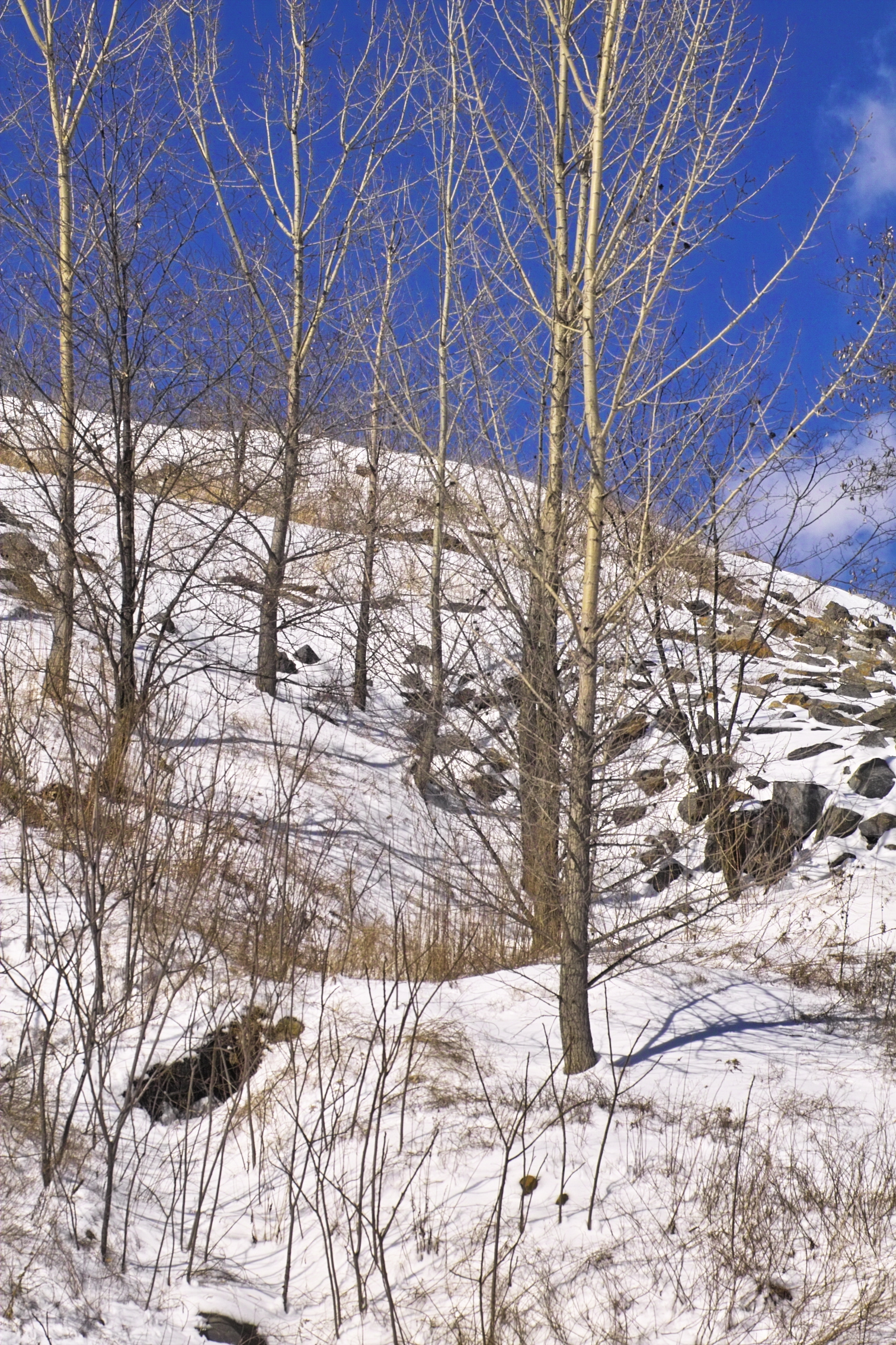 IMG19791.jpg