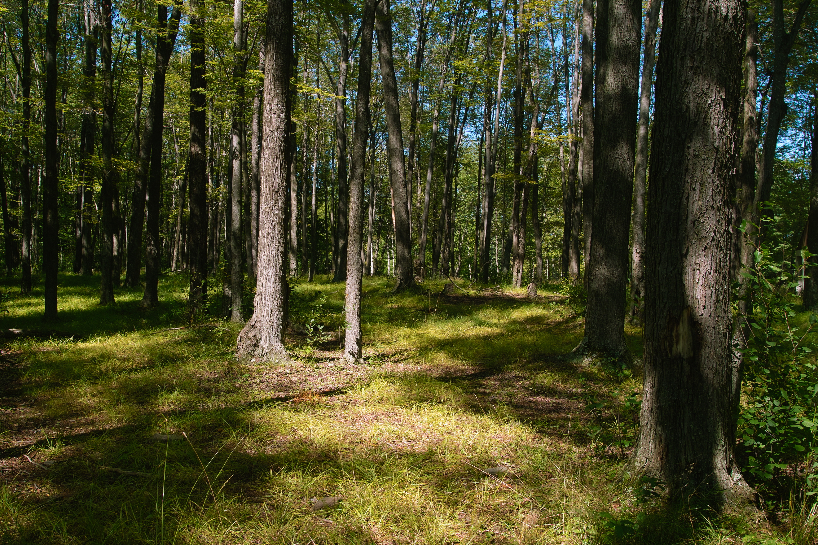 SDIM5016.jpg