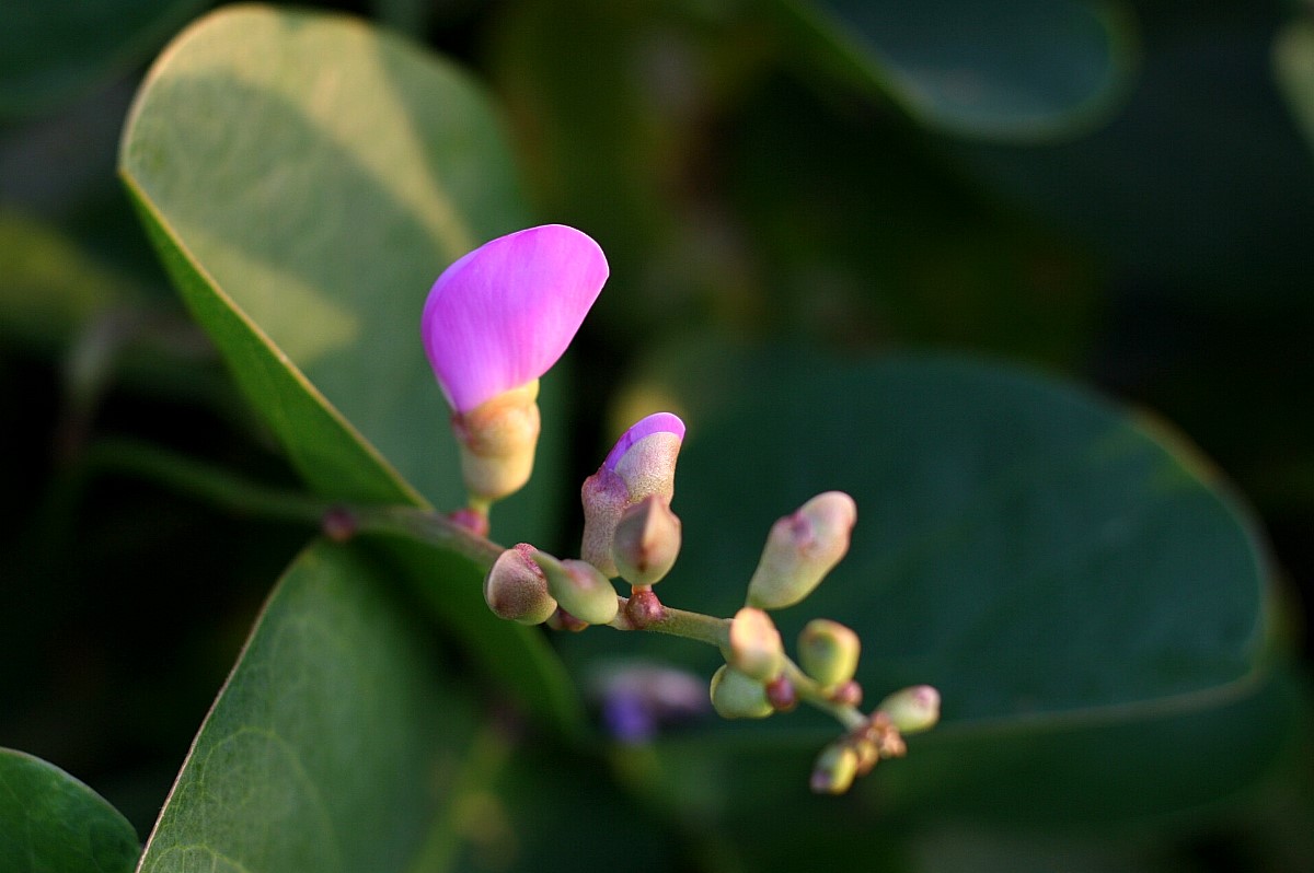 Sea Grape Blossom