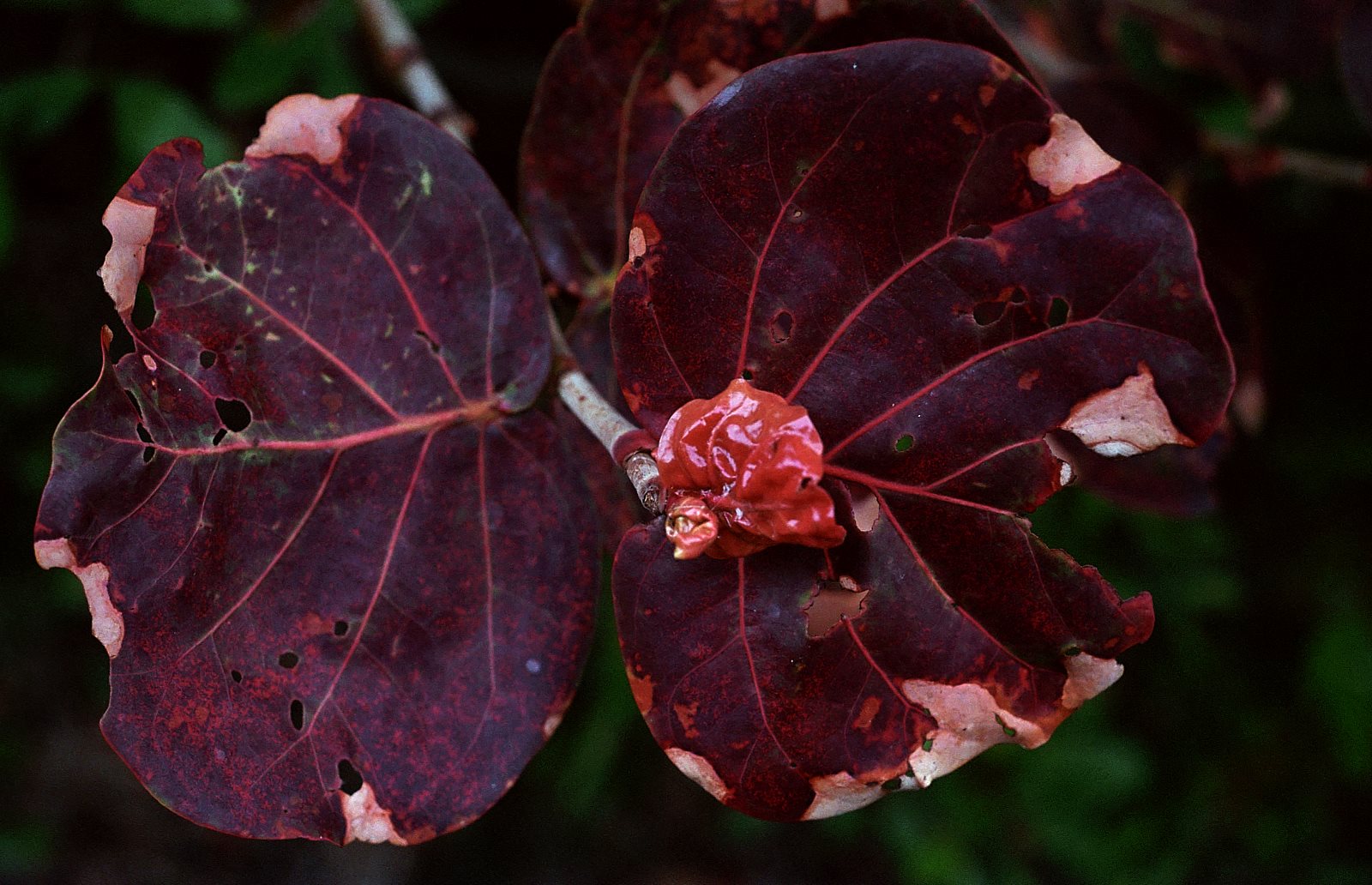 Sea Grape Flower