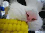 cat-eating-corn.gif