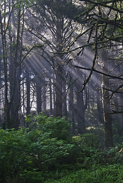 OR Cummins Creek 2 Godrays thru Sitka Spruce.jpg