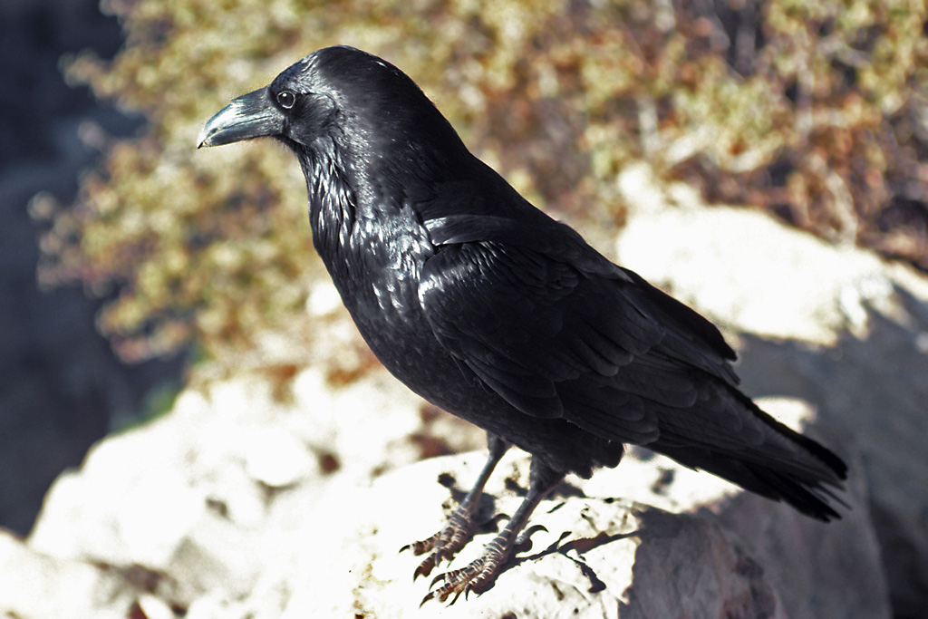 AZ Grand Canyon NP S Rim 11 Raven.jpg