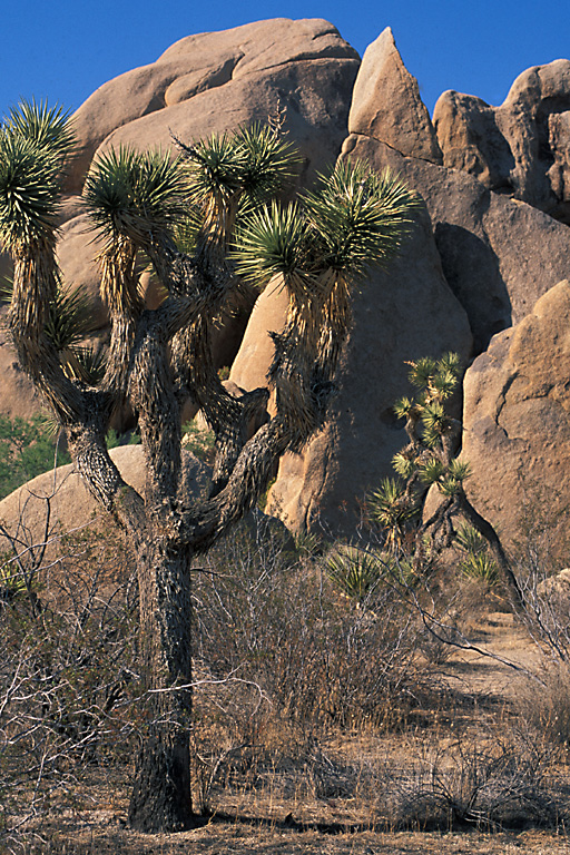 CA Joshua Tree NP 6.jpg