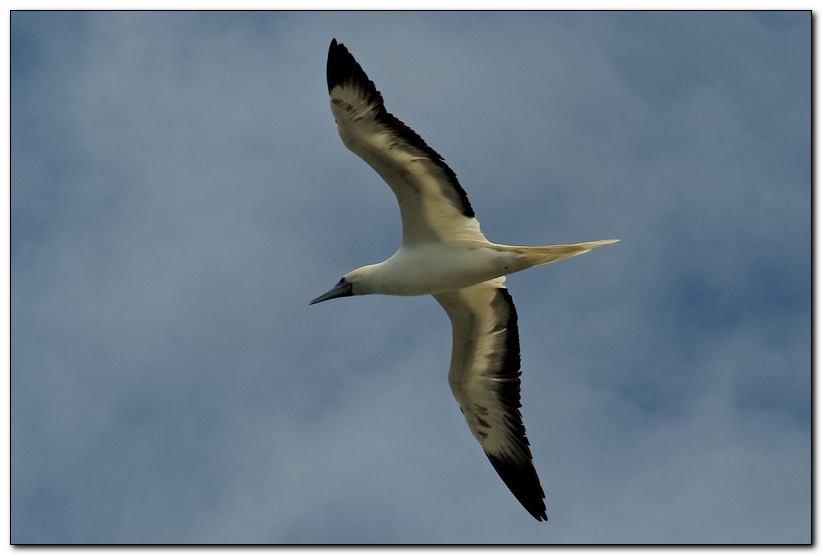 Red Footed Booby 2