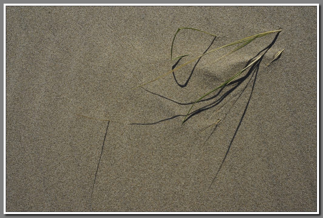 Beach Grass and Sand