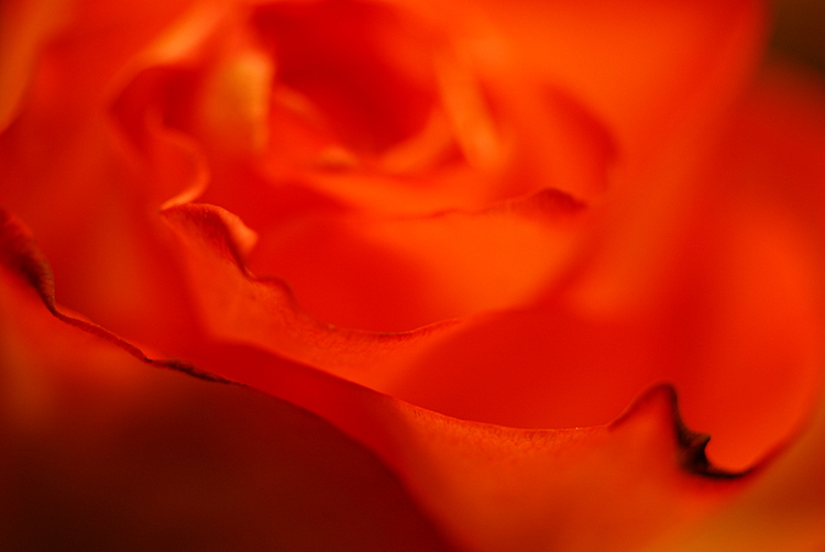  - 26th January 2007 - red