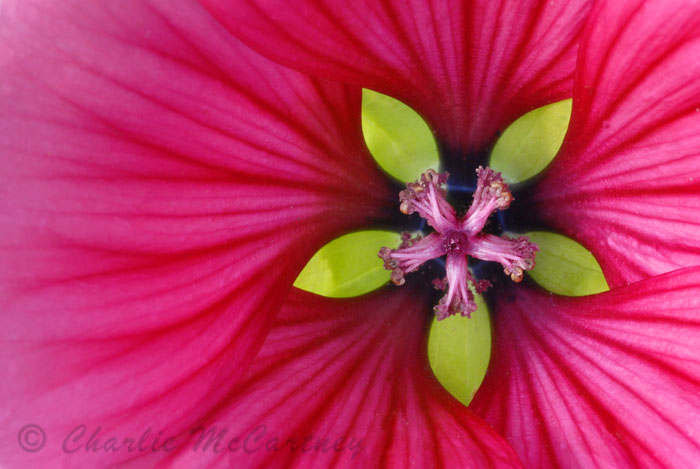 Malope Flower - DSC_1450.jpg