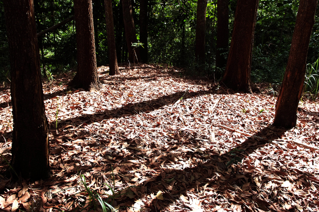 Sneek Peek to Tenggarong, East Borneo