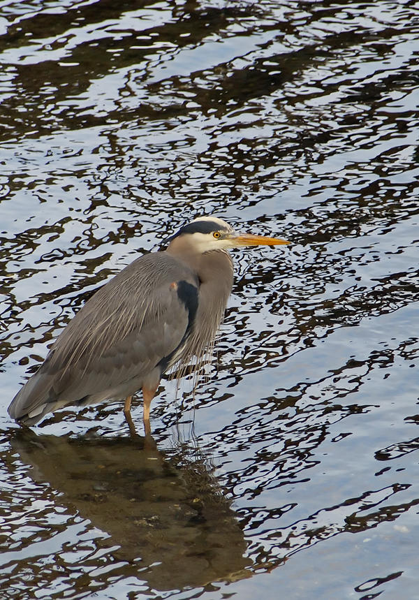 On Patrol