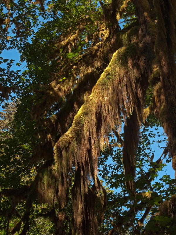 Hoh Rainforest