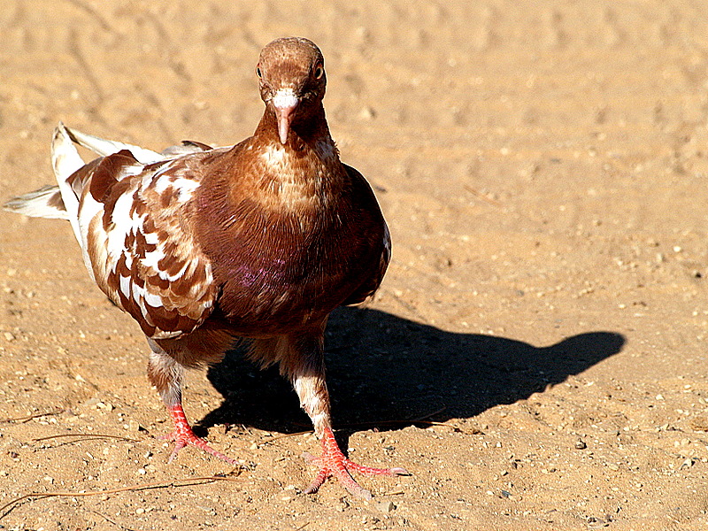 brown pigeon.JPG