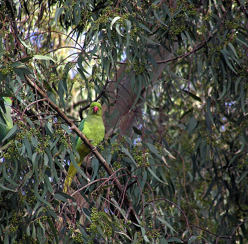 parrot yarkon.JPG