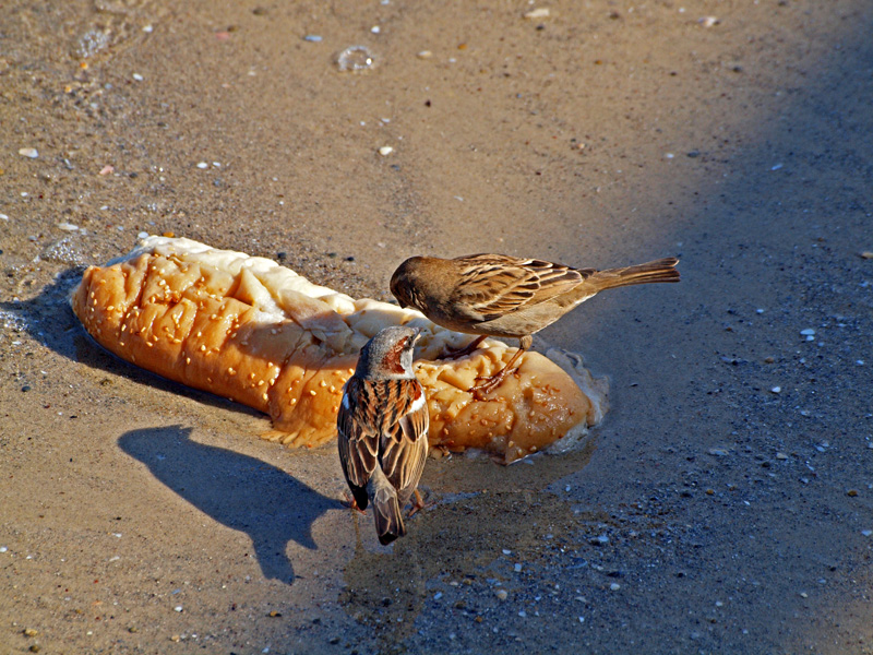 P1020460_2sparrows bread.jpg